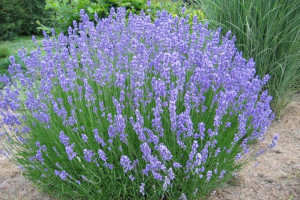 Lawenda 'Lavandula' SILVER MIST