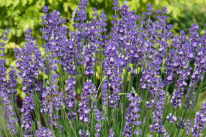 Lawenda ELEGANCE PURPLE-- NR 980a