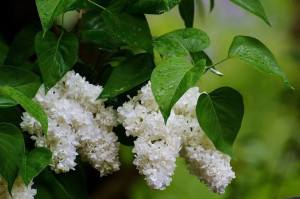 Lilak 'Syringa vulgaris' BIAŁY