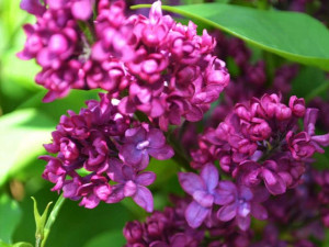 Lilak 'Syringa vulgaris' CHARLES JOLY