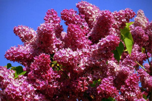 Lilak 'Syringa vulgaris' CZERWONY