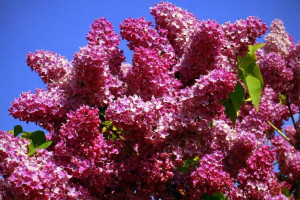 Lilak 'Syringa vulgaris' CZERWONY