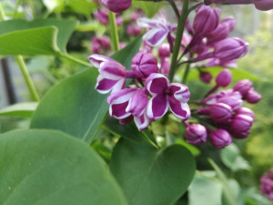 Lilak 'Syringa vulgaris' DWUKOLOROWY