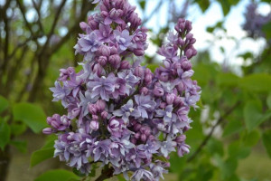 Lilak 'Syringa vulgaris' FIOLETOWY