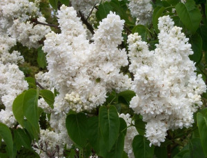Lilak 'Syringa vulgaris' MME LEMOINE