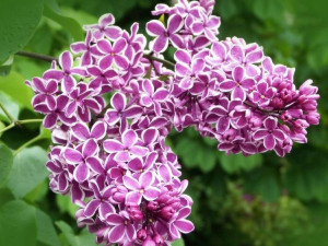 Lilak 'Syringa vulgaris' SENSONATION