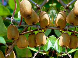 Kiwi 'Actinidia' DR. SZYMANOWSKI ŻEŃSKI
