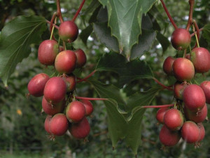 Kiwi 'Actinidia' KEN'S RED ŻEŃSKA