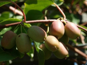Kiwi 'Actinidia' PURPURNA SADOWA MĘSKA