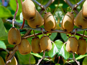 Kiwi Actinidia 'Dr Szymanowski Męski'