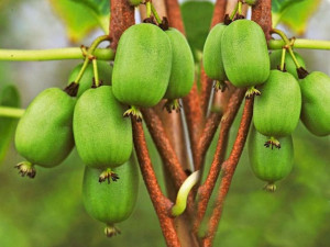 Kiwi Actinidia 'Issai Męski'