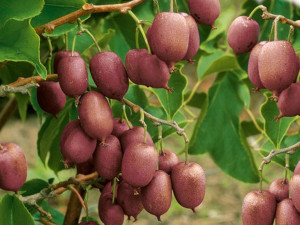 Kiwi Actinidia 'Jumbo Żeński'