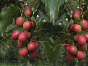 Kiwi Actinidia 'Ken' s Red Męska'