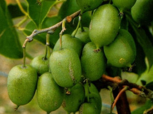 Kiwi Actinidia 'Male Męska'