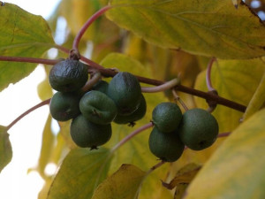 Kiwi Actinidia 'Sentyabraskaya Żeńska'