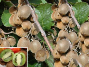 Kiwi Actinidia 'Weiki Żeńska'
