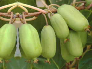 Kiwi Actinidia ANANASYA Żeńska