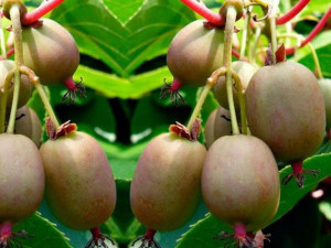 Kiwi Actinidia GENEWA Żeńska