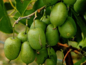 Kiwi Actinidia MALE Żeńska