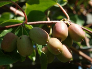 Kiwi Actinidia PURPURNA SADOWA Męska