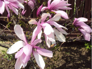Magnolia 'Galaxy'