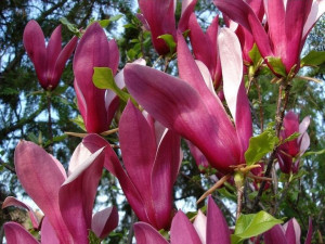 Magnolia 'Susan'