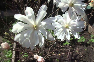 Magnolia BIAŁA