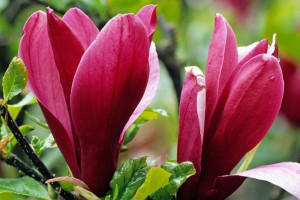 Magnolia CZERWONA