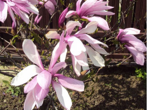 Magnolia GALAXY