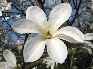 Magnolia KOBUS