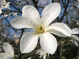 Magnolia KOBUS