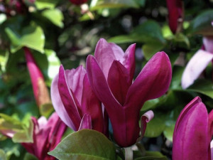 Magnolia NIGRA