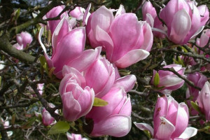 Magnolia RÓŻOWA