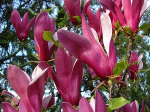 Magnolia SUSAN