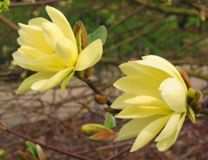 Magnolia ŻÓŁTA