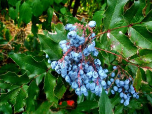 MAHOŃ 'Mahonia aquifolium'