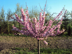 Migdałek 'Prunus triloba' PIENNY