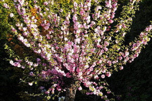 Migdałek Prunus triloba Krzaczasty