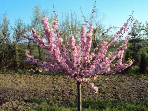 Migdałek Prunus triloba Pienny