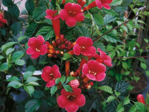 Milin 'Campsis radicans' AMERYKAŃSKI