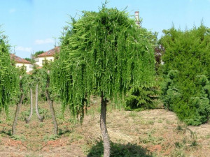 Modrzew 'Larinx decidua' EUROPEJSKI