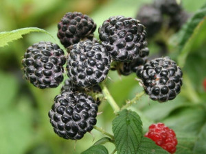 Malina Czarna 'Rubus ideaus L. BLACK JEWEL