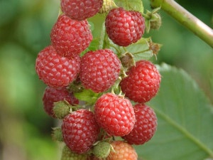 Malina czerwona 'Rubus ideaus L. TULE