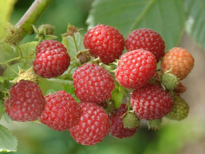 Malina czerwona 'Rubus ideaus L. VETEN