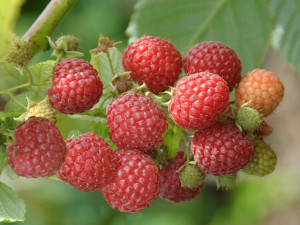Malina czerwona Rubus ideaus L. 'Veten'