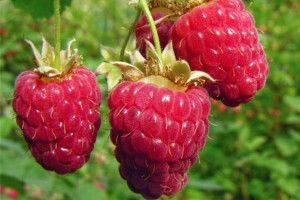 Malina Czerwona Rubus ideaus L. 'Wilamette'