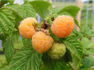 Malina Żółta Rubus ideaus L. 'Golden Queen'