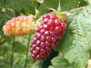 Malinojeżyna 'Rubus fruticosus x idaeus TRYBERRY
