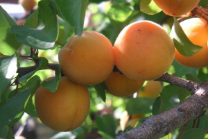Morela 'Prunus armeniaca' karłowa DOBRZYŃSKA