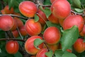 Morela 'Prunus armeniaca' karłowa HERCOT